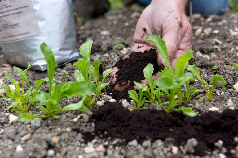 Are Coffee Grounds Good For Plants?